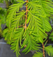Metasequoia Glyptostroboides